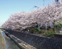 無料壁紙桜の風景