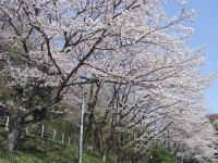 桜の無料壁紙
