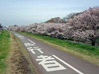 狛江の桜
