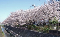 桜の無料写真素材