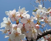 桜無料画像