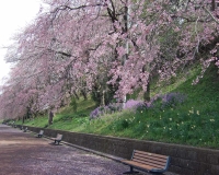 枝垂れ桜無料画像（こどもの国）