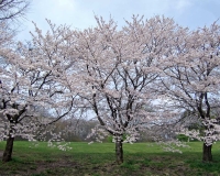桜無料壁紙（こどもの国）