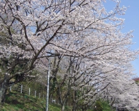 桜の無料壁紙画像素材